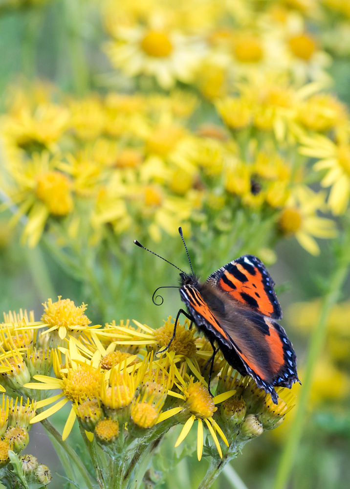Small Tortoiseshell