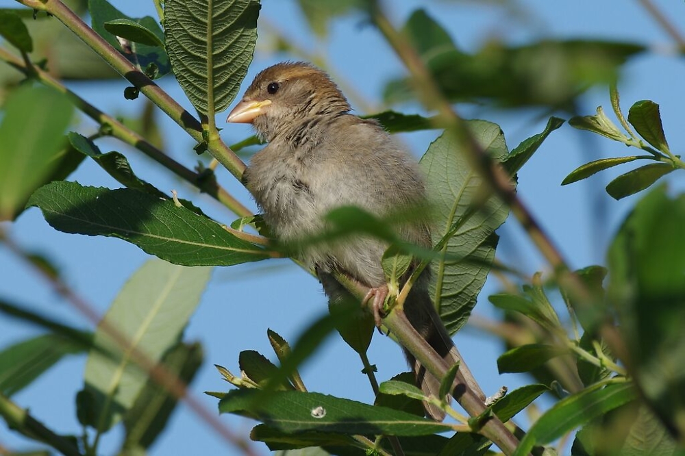 Specimen shot from K3II & HD 150-450 (Heavily Cropped jpg - see link for more full size images)