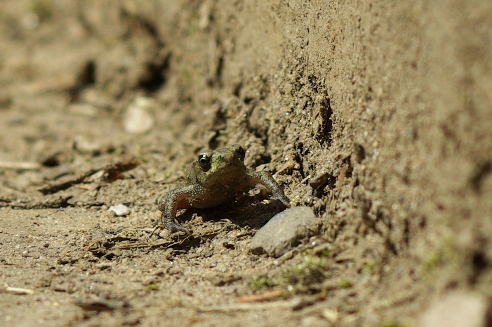 Young Frog