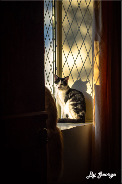 Abbey Cat