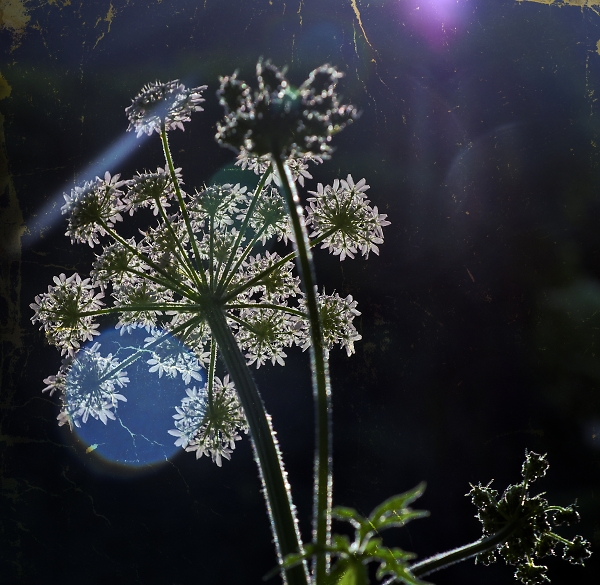 Backlit Giant Hogweed