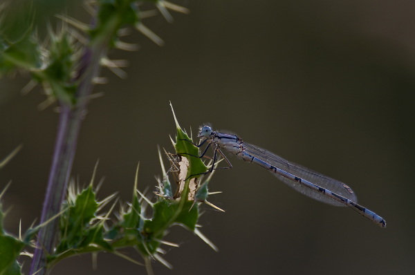 Beady Eye