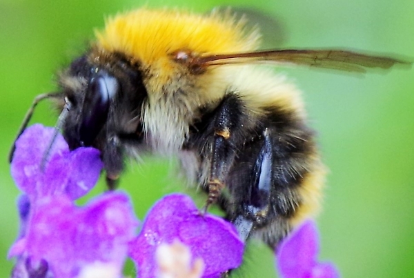bee
