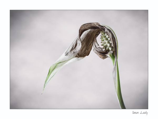 Bird Plant