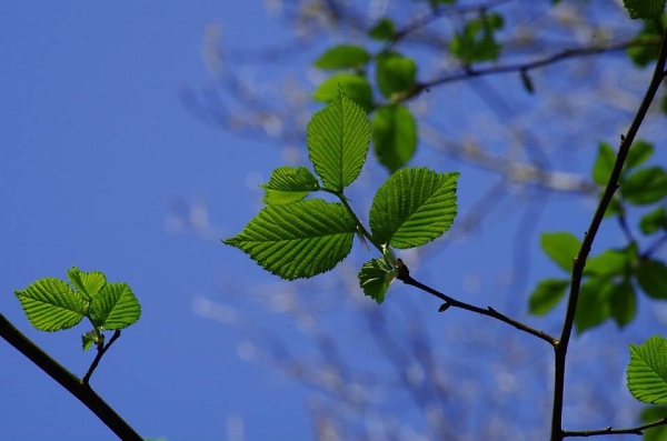 Blue and green