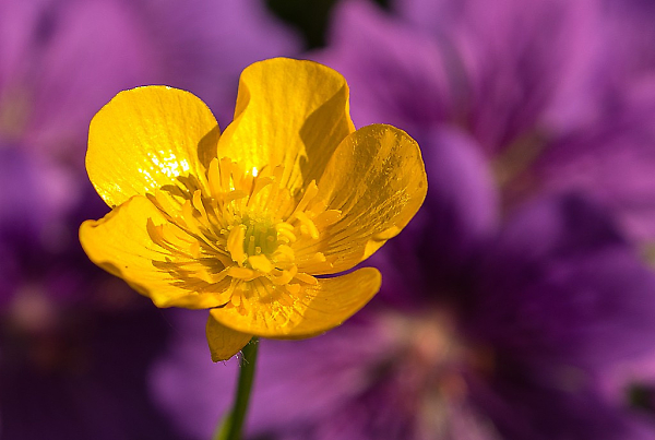 Buttercup
