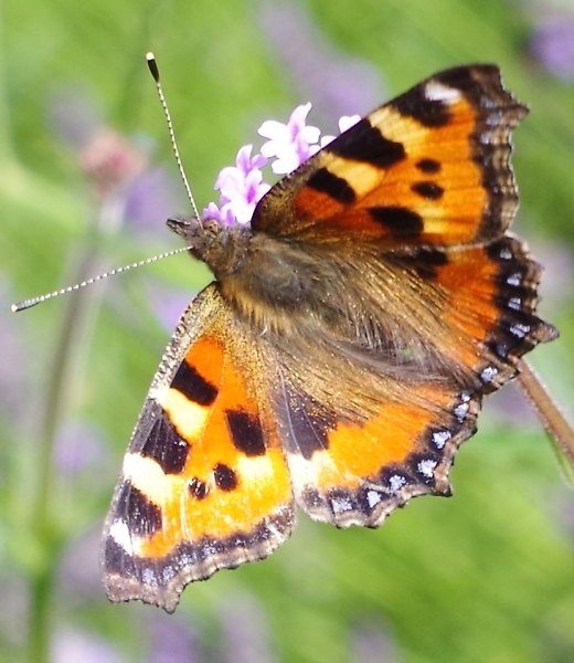 butterfly