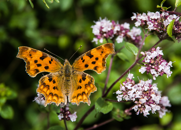 Comma butterfly