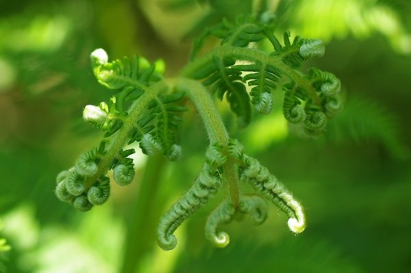 Fern