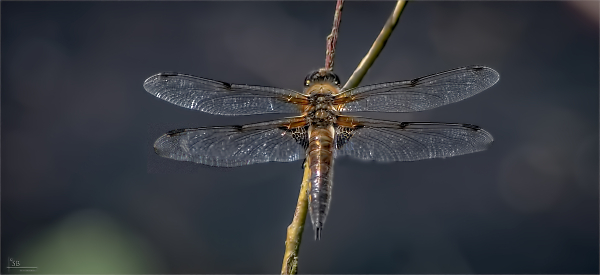 Four spotted Chaser