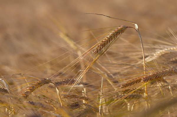 grass