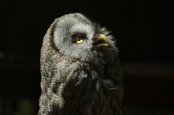 Great grey owl
