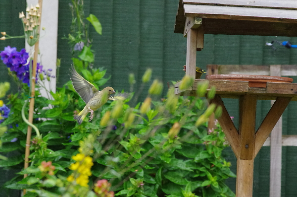 Green finch landing