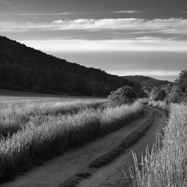 Hot Summer shadows...