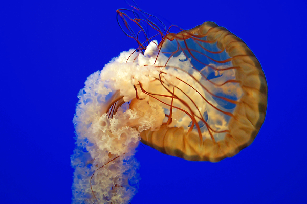 Jellyfish