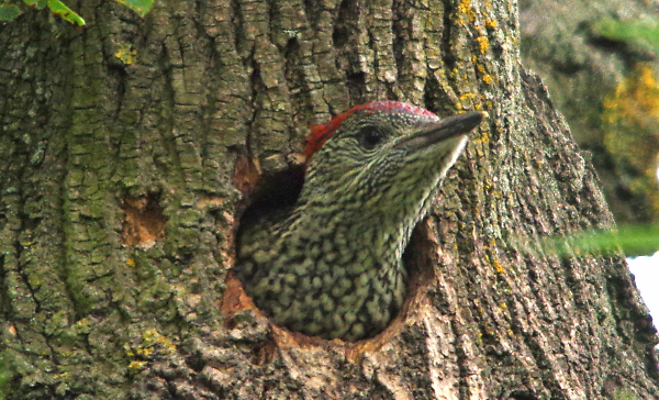 juvenile greenwoodpecker