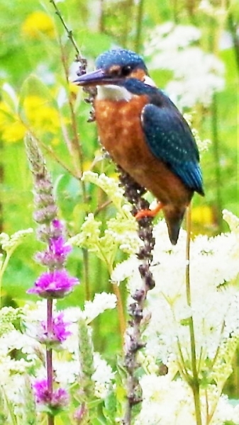 kingfisher
