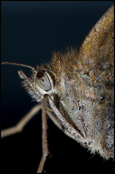 Meadow Brown Macro