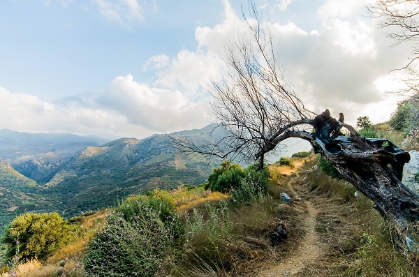 Mountain's Path