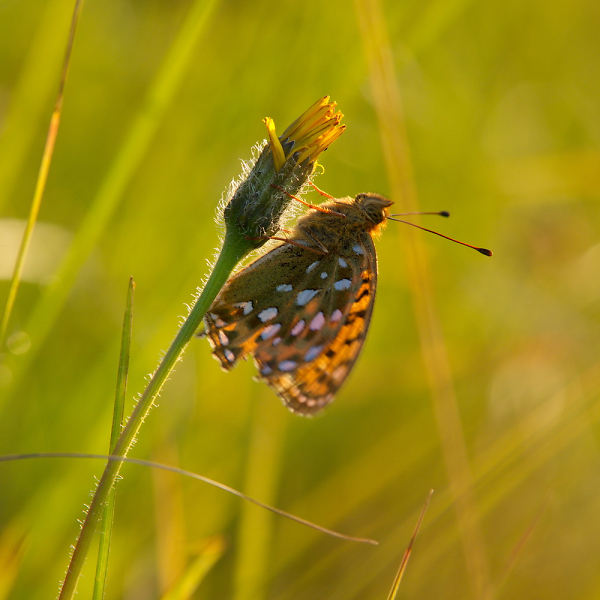 Painted Lady?