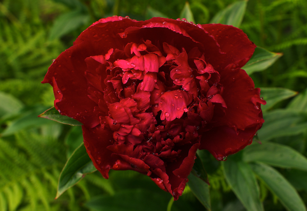 Peony