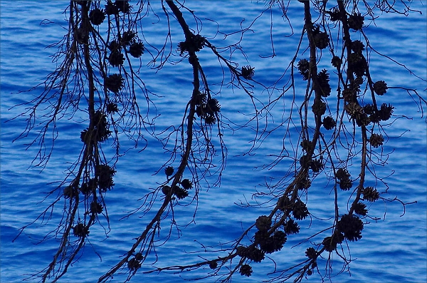 pine cones and blue sea