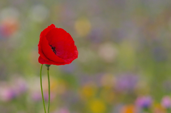poppy