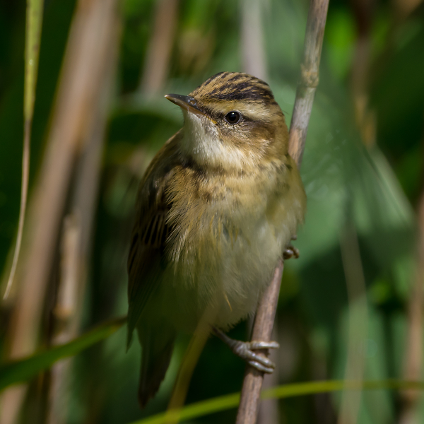 Sedge Warbler