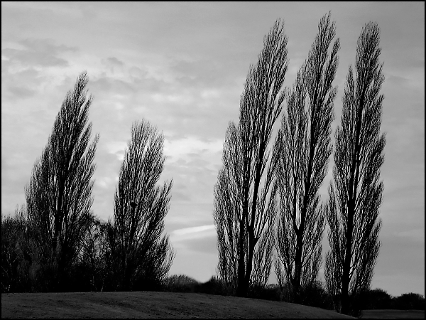 Silhouettes in the Park