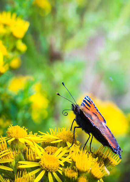 Small Tortoiseshell