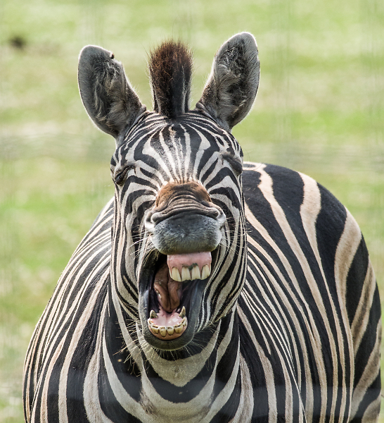 Smile !