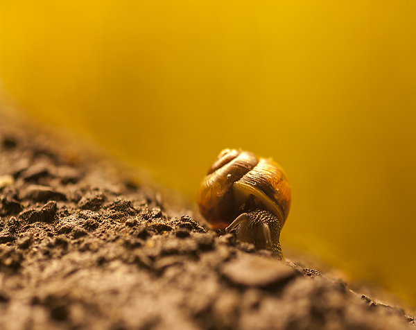 snail on the wall