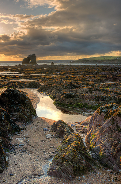 Tang of the sea
