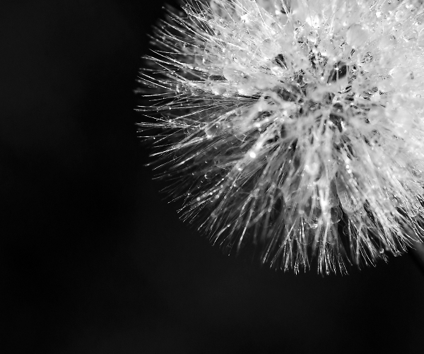 Thistledown