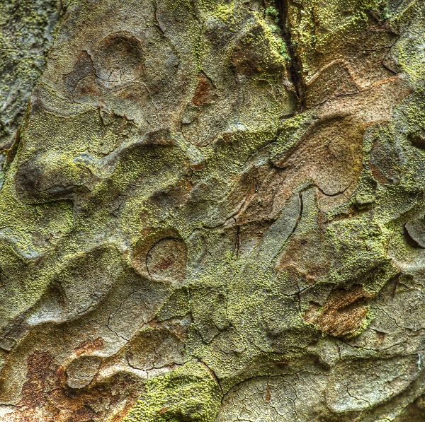Tree Bark Hardcastle Crags #1