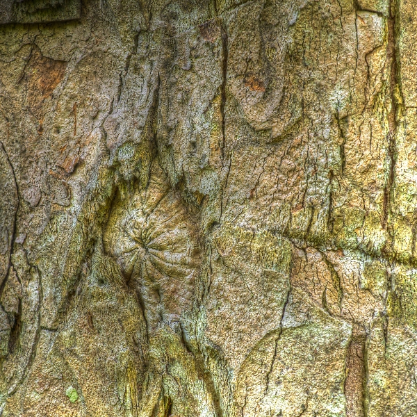 Tree Bark Hardcastle Crags