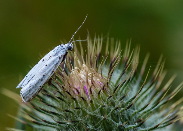 White Ermine Moth