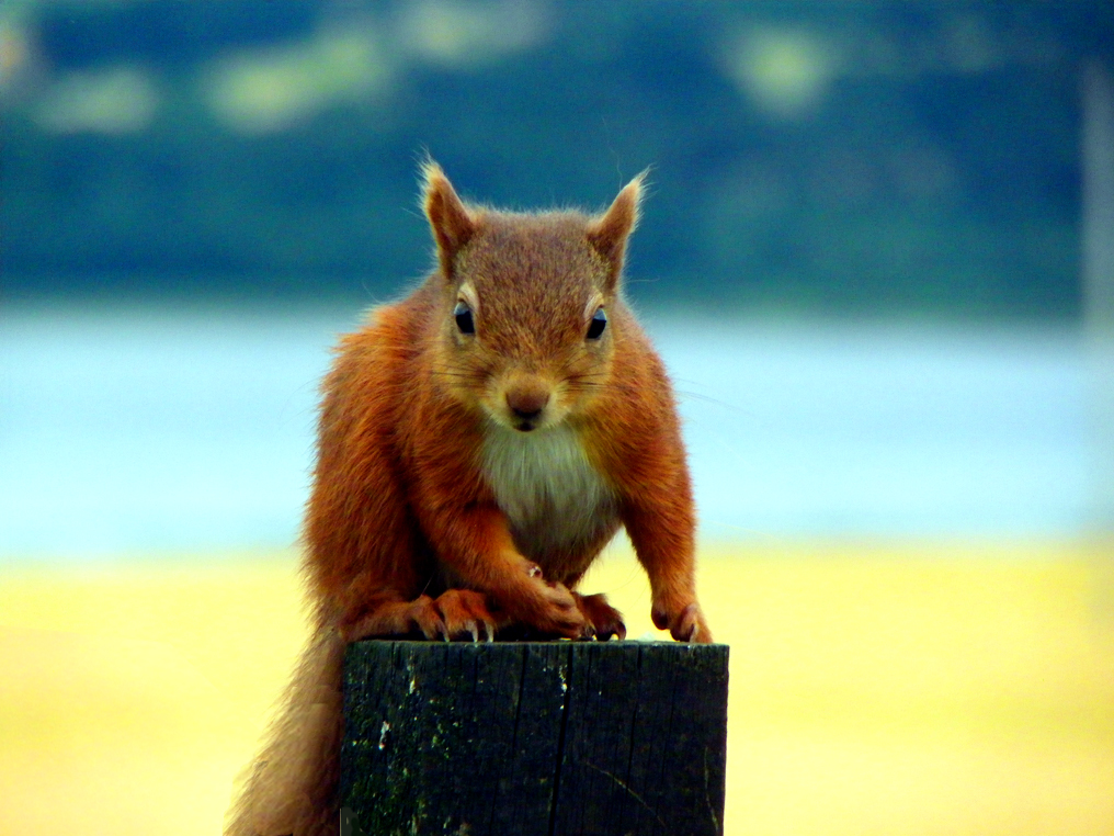 Red Squirrel