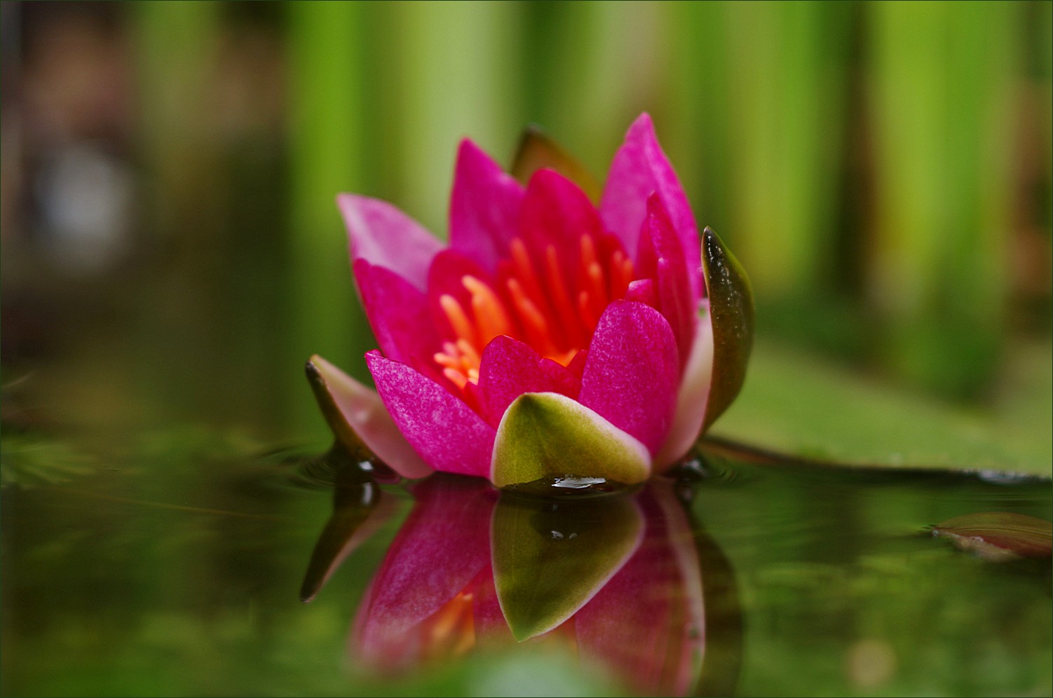 water lilly