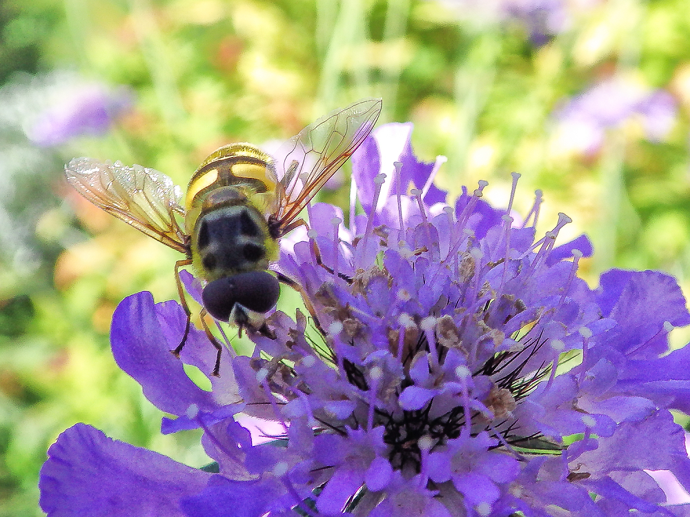 Bee