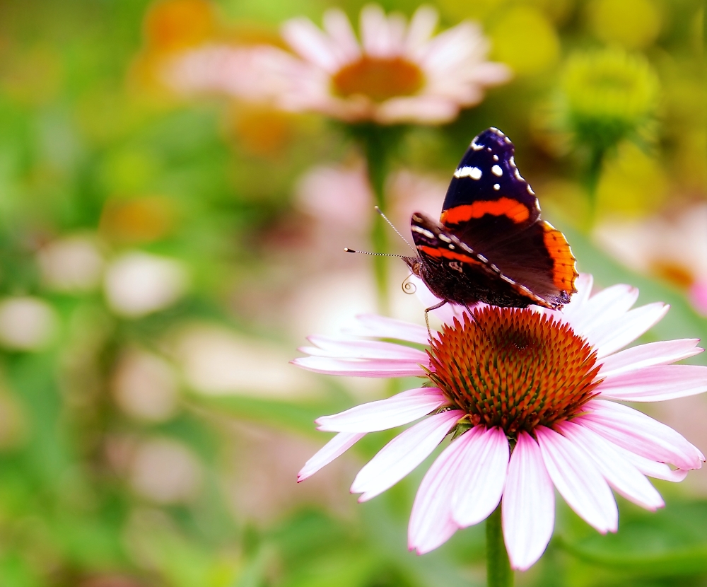 Butterfly and Cone Flowers