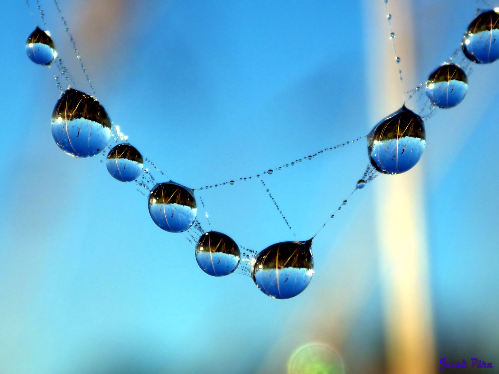 Cobweb and dewdrops