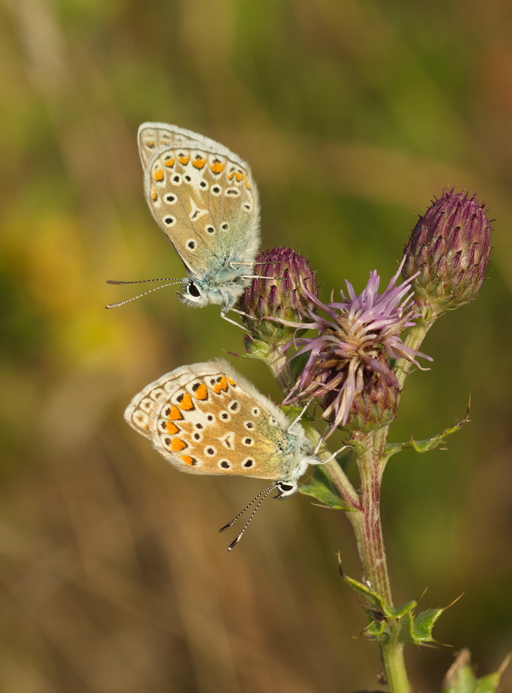 Common Blue