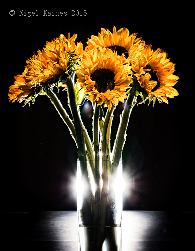 Flash Sunflowers