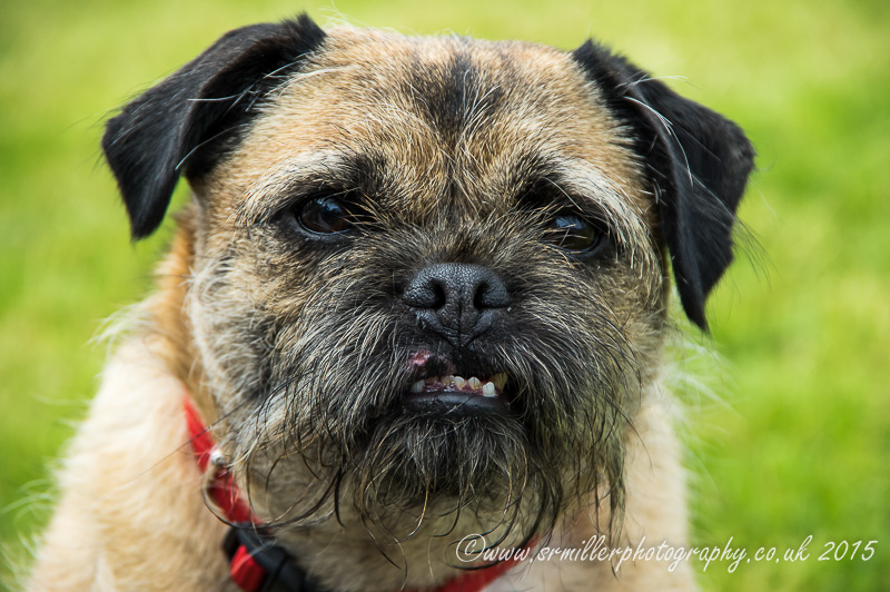 Grumpy