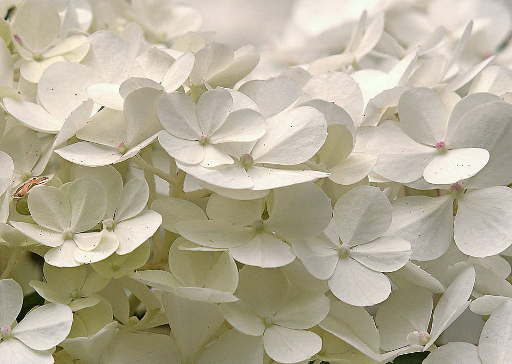 White Hydrangea