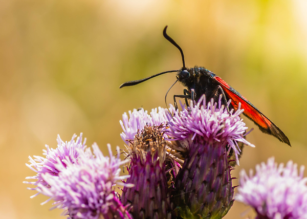 5 Spot Burnet
