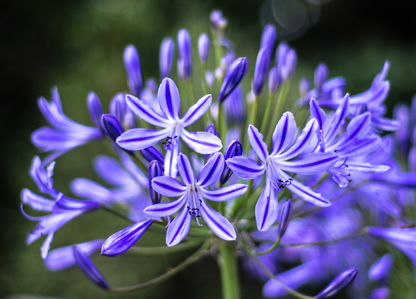 Agapanthus time