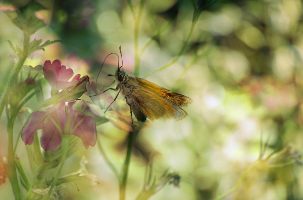 Aging in Summer