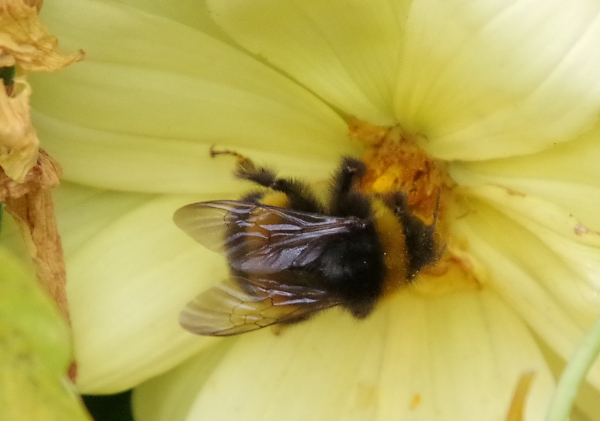 Bumblee Bee Wings